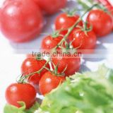 DRUM PACKING ASEPTIC TOMATO PASTE