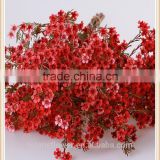 the most popular decoration flower wintersweet for wholesale