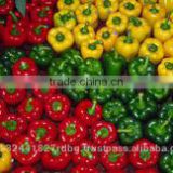 fresh bell pepper india/good quality capsicum/farm fresh red,yellow,red capsicum/bell pepper exporter in india