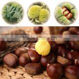 2015 Best Fresh Wholesale Chestnut thumbnail-6