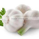 New Garlic Crop--Spice Vegetable thumbnail-2