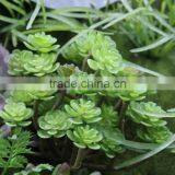 2017 Hot Sale Vertical Garden Green Wall Artificial Evergreen Plant Wall thumbnail-3