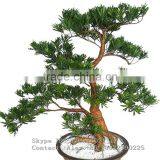Wholesale Artificial Home Bonsai Tree for Sale Live Cypress Tree thumbnail-1