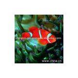 Haematococcus Pluvialis Powder thumbnail-1