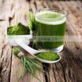 Organic Wheat Grass Powder Bulk Sales thumbnail-2