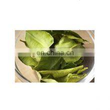 Organic Dried Lemon Leaves/Hot Sale Dried Lime Leaf/Cheap Price Lemon Leaf With Good Price From Vietnam thumbnail-5