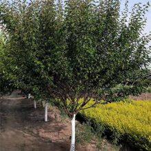 Price of Red Plum Trees With a Ground Diameter of 8 Cm. Direct Sales From the Base Nursery. Dug and Sold on the Spot. Good Quality and High Survival Rate. thumbnail-1