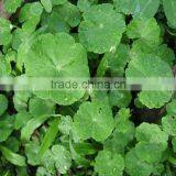 Pure Natural Gotu Kola Extract /Triterpenes, Asiatic Acid