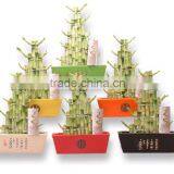 Tier Step Stair Lucky Bamboo Air Bonsai Tree Dracaena Sanderiana Indoor Ornamental Aquatic Plants Nursery Garden Decoration thumbnail-4