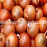 Fresh Red & Yellow Onion thumbnail-2