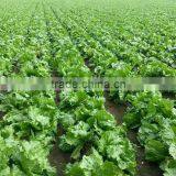 Ball Lettuce Fresh Lettuce thumbnail-5