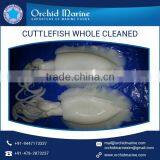 Top Selling Best Brand Cuttlefish Whole Cleaned thumbnail-2