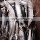 Land Frozen Mackerel Fish thumbnail-1