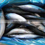 Frozen Pacific Mackerel Fish 250-350G thumbnail-4