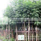 Jacaranda Acutifolia Potted and Rooted for Outdoor Project thumbnail-1