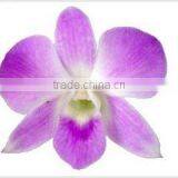 Thailand Top Quality D-013 Dendrobium Sakura Orchid thumbnail-1