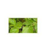 Mulberry Extract thumbnail-1
