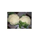 China Cauliflower thumbnail-1