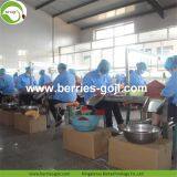 Factory Wholesale Dried Goji thumbnail-4