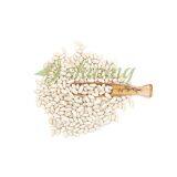 Spanish White Kidney Beans thumbnail-4