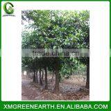 Ficus altissima diameter 15-20cm (1)