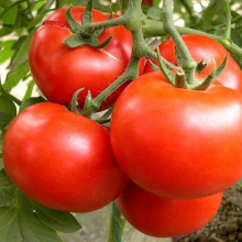 Open filed hybrid red tomato seeds