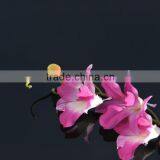 Hot Sale Painted Glass/2-8mm Coloured Painted Glass/Painted Glass thumbnail-1