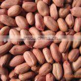 Roasted Peanut thumbnail-1