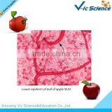 Lab Using Plant Disease Prepared Slides From Factory