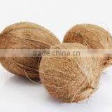 Fresh Indian Coconut in Semi Husked thumbnail-4