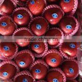 Chinese Fresh New Crop Red Delicious Apple Red Apple Huaniu Apple Apple Price Fresh Apple Fruit thumbnail-1