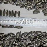 5009 24/64 Sunflower Seeds thumbnail-5