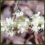 Amyris Essential Oil Best Exporter of India thumbnail-1