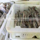 Frozen Cherry Shrimp thumbnail-1