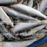 Sardinops Melanosticta Frozen Sardine Fish thumbnail-3