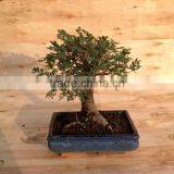 Ulmus ( Chinese Elm) Bonsai Tree Ball Shape thumbnail-2