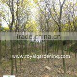 Tabebuia Chrysantha Dia 6-20cm thumbnail-2