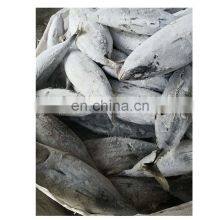 Bonito Tuna for Export Import thumbnail-5