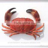 EDIBLE CRAB, RED STONE CRAB thumbnail-2