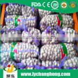 Hot Sale 4.5cm/5cm and up Normal White Garlic thumbnail-3