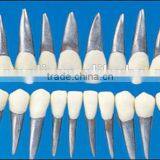 Manufacture Replacement Teeth With White Crown for Orthodontic Models thumbnail-1