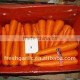 Chinese Fresh Carrot thumbnail-1