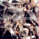 Sun-Dried Crickets thumbnail-1