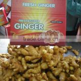 fresh ginger 300g up crop 2012