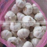 fresh garlic export grade