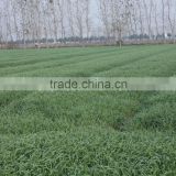 Bulk low price and high quality Dried barley grass powder