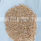 High Quality Split Green Mung Bean From Vietnam With Best Price for Sale thumbnail-4