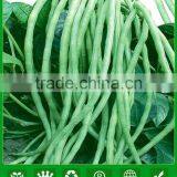 MBE06 Aoli Early Maturity op Light Green Long Bean Seeds for Planting thumbnail-1