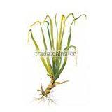 Best Manufacturer Ginger Grass Oil thumbnail-2