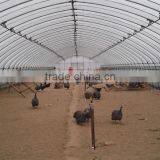 Low Cost Plastic Tunnel Greenhouse for Used Poultry Farm thumbnail-1